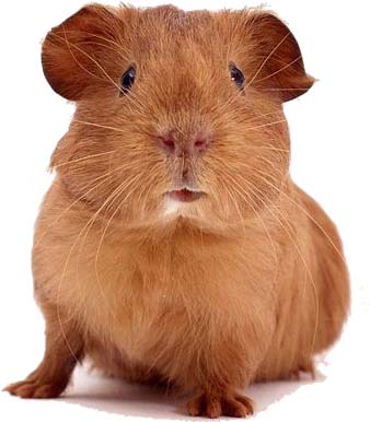 guinea-pig