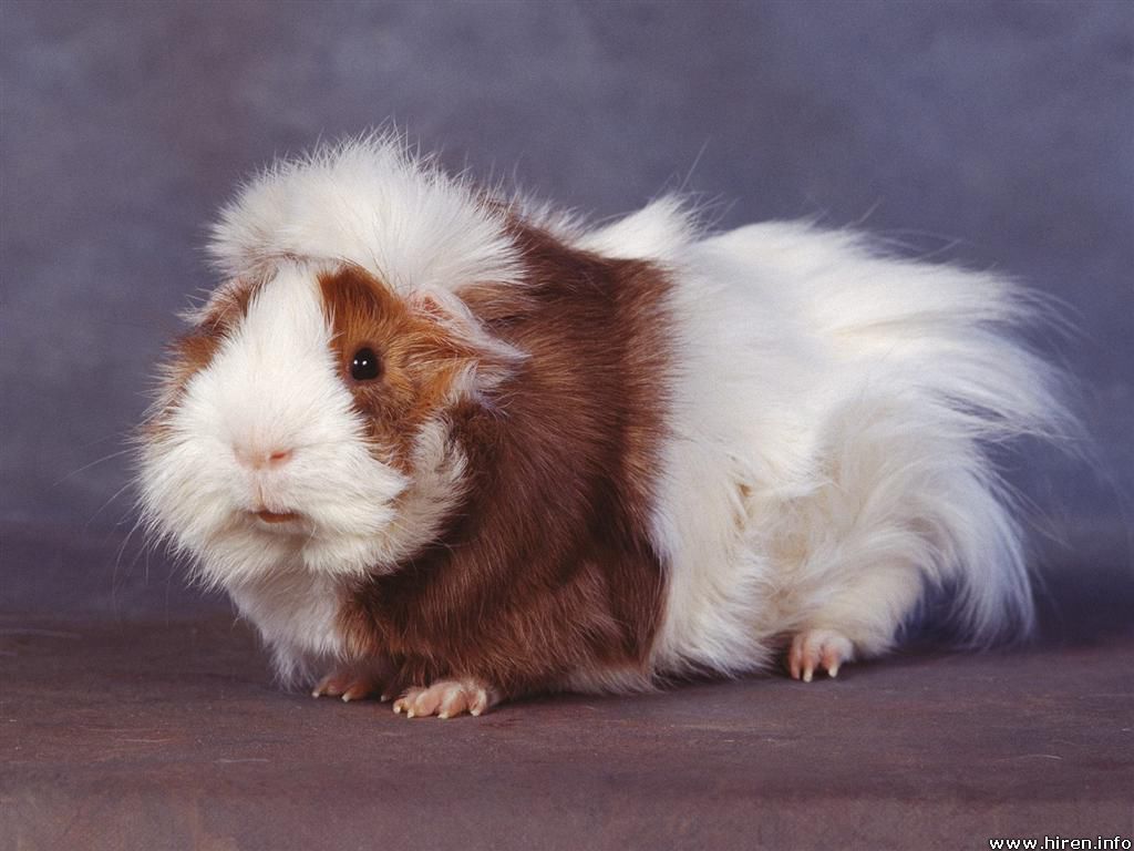 guinea-pig2